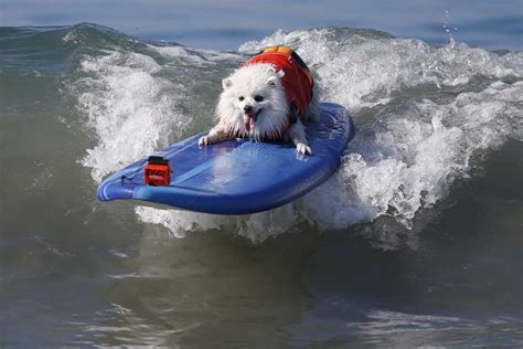 Water Dog Waves
