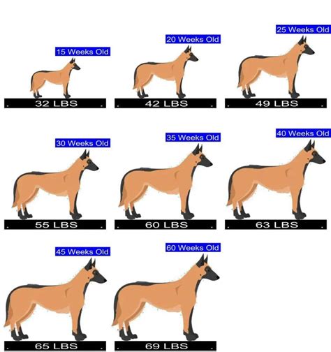 Weight Chart For Belgian Malinois
