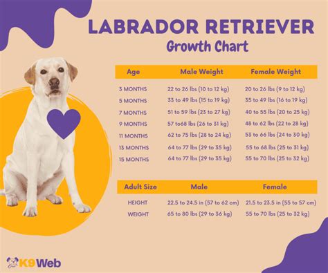 Weight Chart For Labrador
