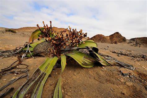 Welwitschia mirabilis plant in desert