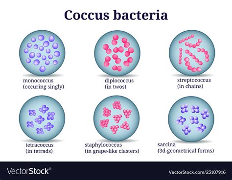 What Do All Coccus Cells Contain