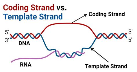 What Is Template Strand Of Dna