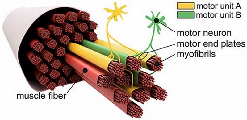What Structures Form A Motor Unit