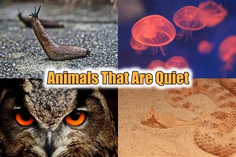 What animal is quiet and observant
