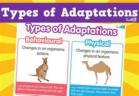 What are 2 types of adaptations