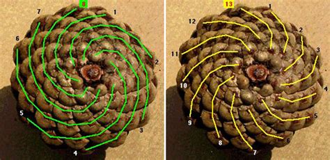 What are 3 examples of ways Fibonacci numbers are seen in nature