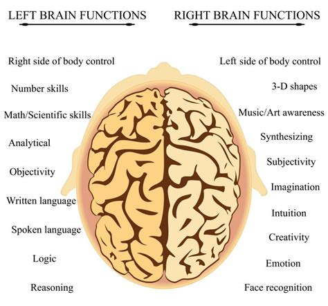 What are 3 functions of the left brain