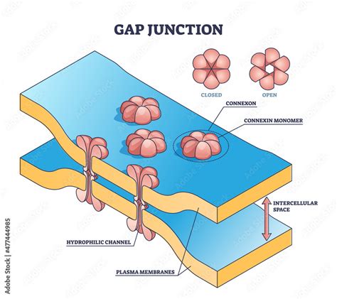 What are Neuronal gap junctions