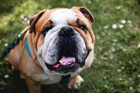 What are dogs with flat faces called