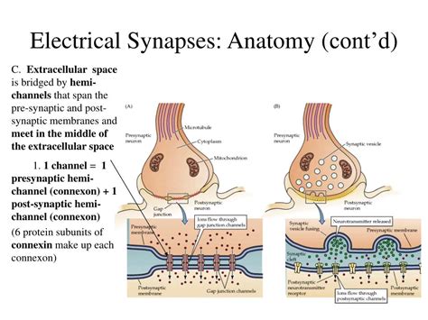 What are electrical synapses