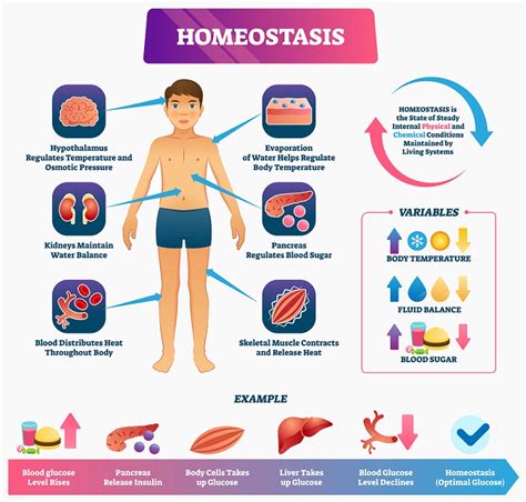 What are examples of homeostasis in ecosystems