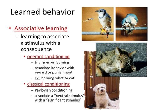 What are examples of social behavior in animals