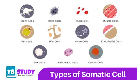 What are examples of somatic cells
