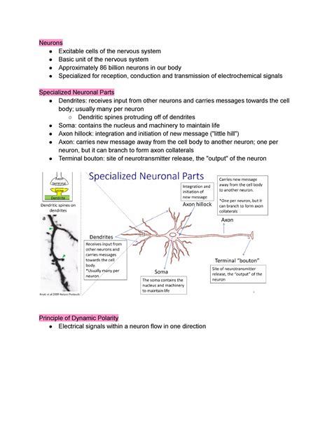 What are excitable cells of the neural system