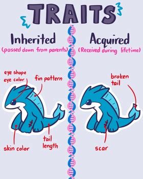 What are five inherited traits
