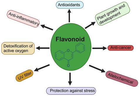 What are flavonoids and what is their function