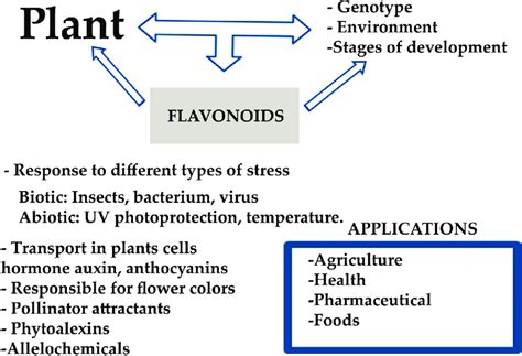 What are flavonoids and what is their function in plants