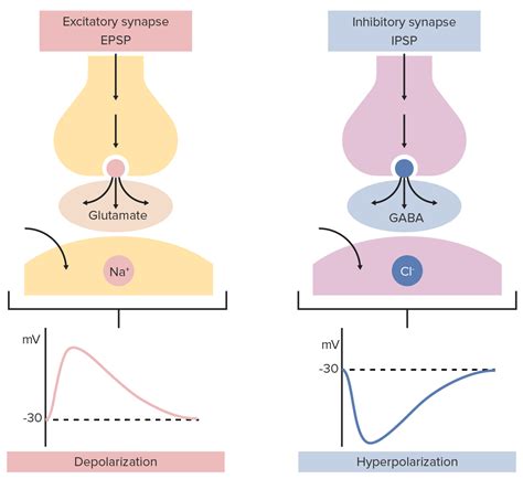 What are inhibitory synapses