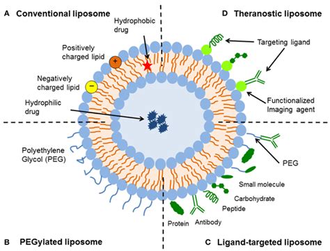 What are liposomes function