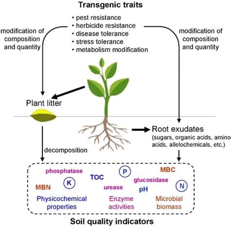 What are some concerns about using transgenic plants