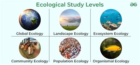 What are some examples of ecology