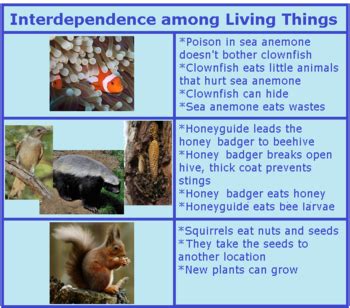 What are some examples of interdependence