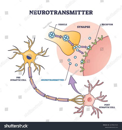 What are synapses and neurotransmitters