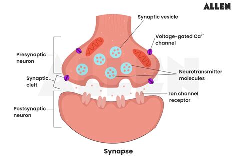 What are synaptic knobs located