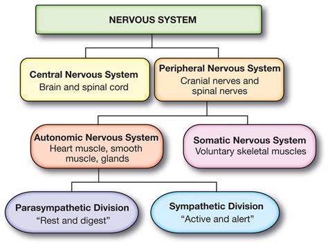 What are the 2 types of peripheral nervous system