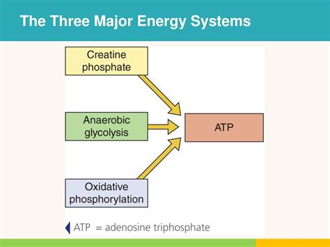 What are the 3 basic energy systems