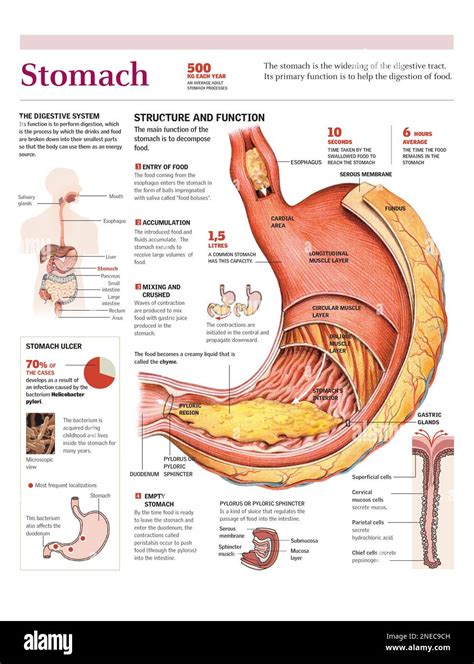 What are the 3 functions of the stomach