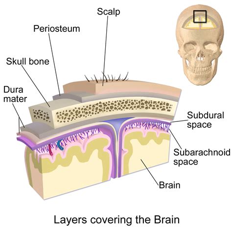 What are the 3 layers of the brain