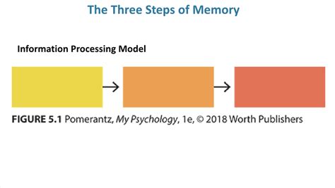 What are the 3 stages of memory quizlet