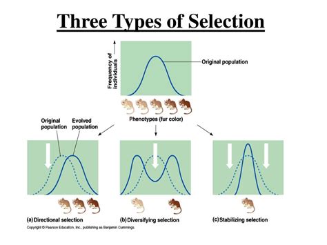 What are the 3 types of selection