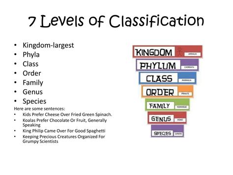What are the 7 levels of classification for a cat