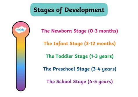 What are the different stages of development