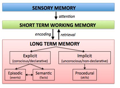 What are the different types of memory quizlet