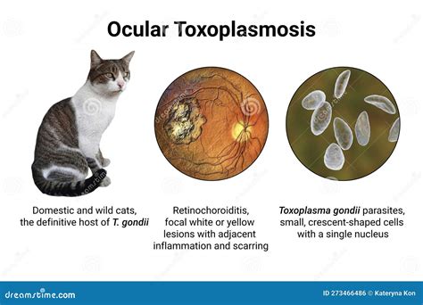 What are the effects of Toxoplasma in humans