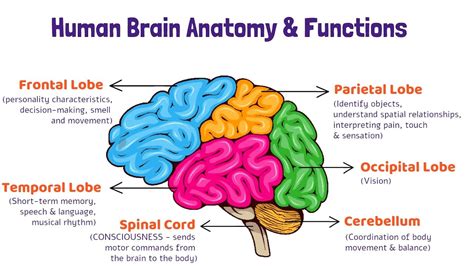 What are the exterior parts of the brain and its functions