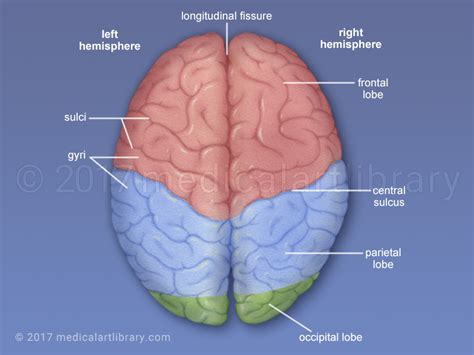 What are the hemispheres of the brain connected by