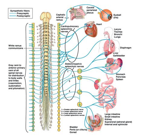 What are the main functions of the sympathetic nervous system