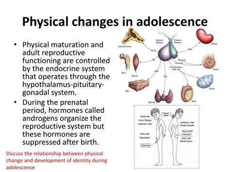 What are the physiological changes in adolescence