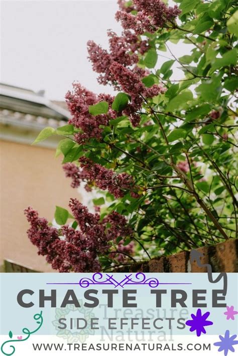 What are the side effects of chaste tree