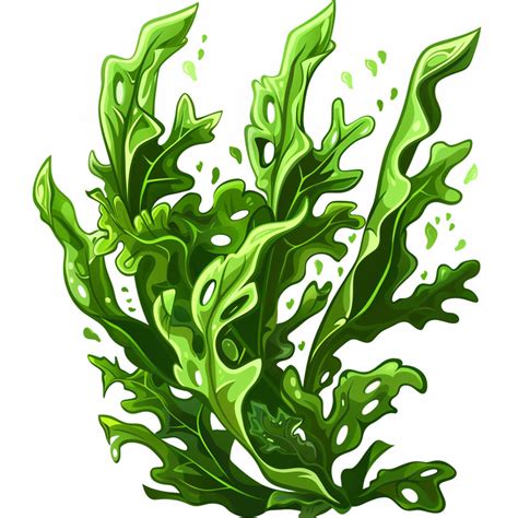 What are the side effects of kelp