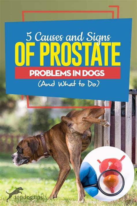 What are the symptoms of prostate problems in dogs