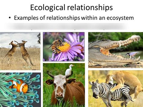 What are the two important relationships in an ecosystem