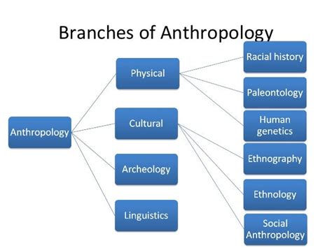 What are the two main branches of anthropology