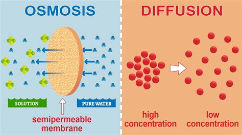 What are the two main types of diffusion