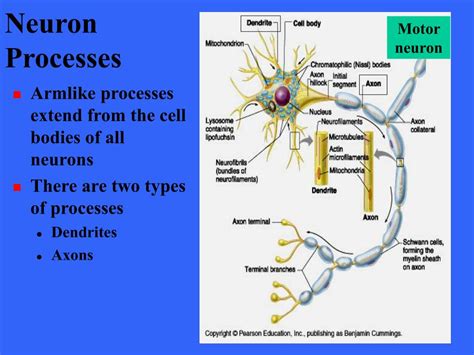 What are the two processes of a neuron
