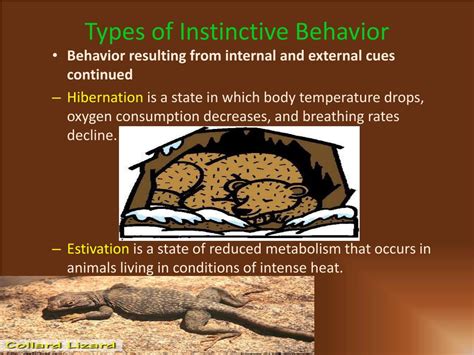 What are three instinctive behaviors